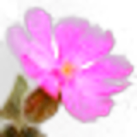 Campion Flower