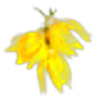 Cananga