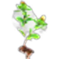 Cangzhu