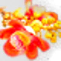 Cannonball Flower
