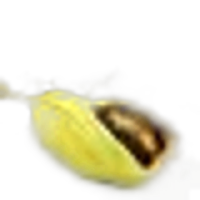 Cardamom