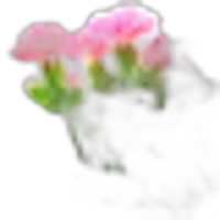 Carnation leaves