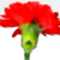 Carnation