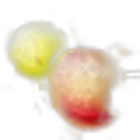 Cassowary fruit