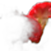 Celosia