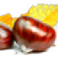 Chestnut