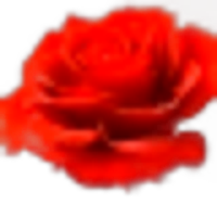 China Rose