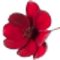 Chocolate Flower