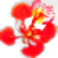 Christmas Tree or Flame Tree