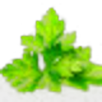 Cilantro