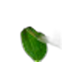 Cinnamon Leaf