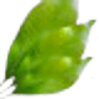 Clove Leaf