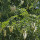 Coffee Tree
