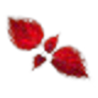Coleus