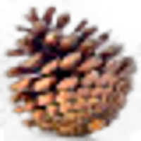 Conifer
