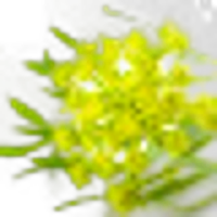 Crithmum