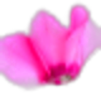 Cyclamen