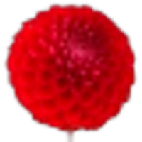 Dahlia