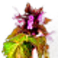 deadnettle