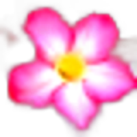 Desert Rose