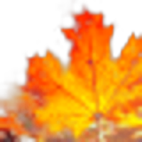 Dried Fallen Leaves