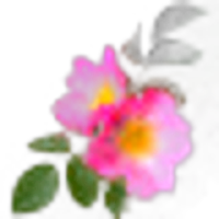 Eglantine Rose