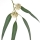 Eucalyptus