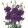 Eustoma | Lisianthus