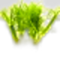Fennel
