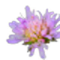 Field scabious