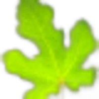 Fig Leaf