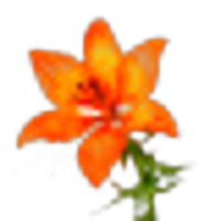 Fire Lily