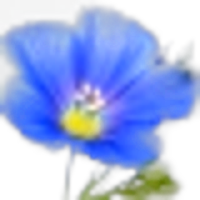 Flax