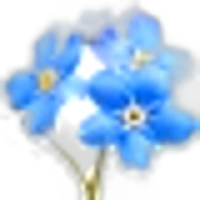 Forget me not