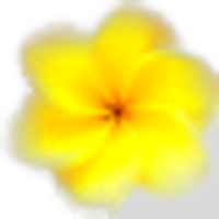 Frangipani