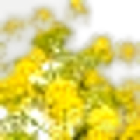 Galbanum