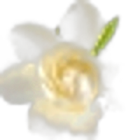 Gardenia