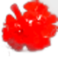 Geranium