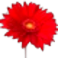 Gerbera