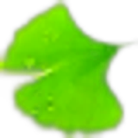 Ginkgo