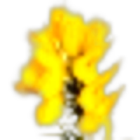 Gorse