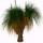 Grass Tree