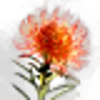 Grevillea