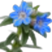 Gromwell