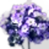 Heliotrope
