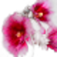 Hollyhock