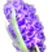 Hyacinth