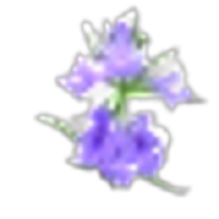 Hyssop