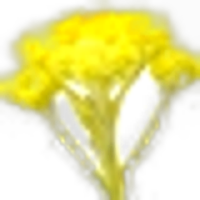 Immortelle