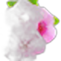 Impatiens